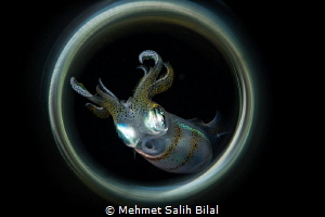 Squid at the night dive. by Mehmet Salih Bilal 